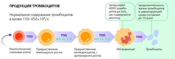 
			Тромбоцитопения: подсказки врачу-практику		