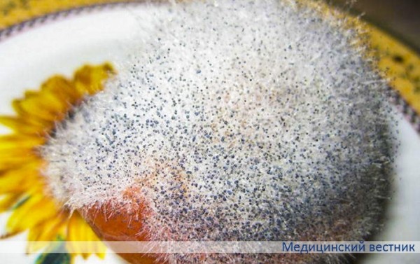 
			Плесневые грибы и опасность инвазивных микозов		