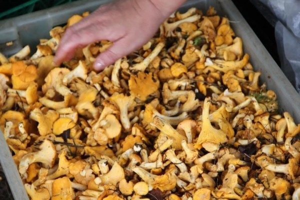 В четыре раза дороже: белорусские лисички появились в магазинах Германии