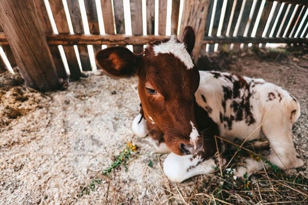 Показали первые фото со съемок фильма по мотивам «Простоквашино»