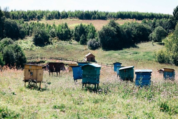 Показали первые фото со съемок фильма по мотивам «Простоквашино»