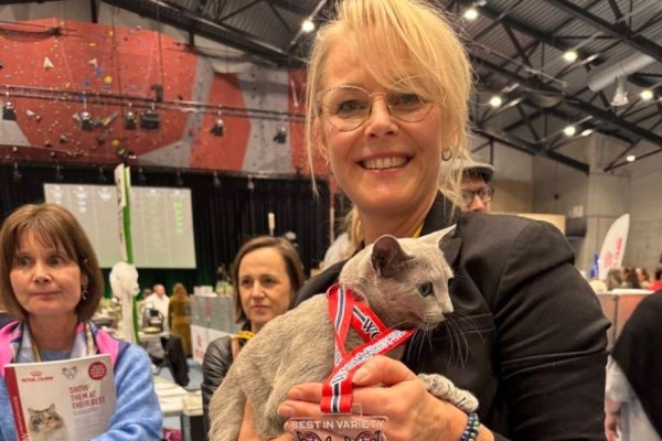 Назван самый красивый кот мира — показываем, как он выглядит